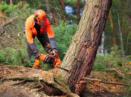 How Our Tree Care Process Works  in  Eldorado, TX